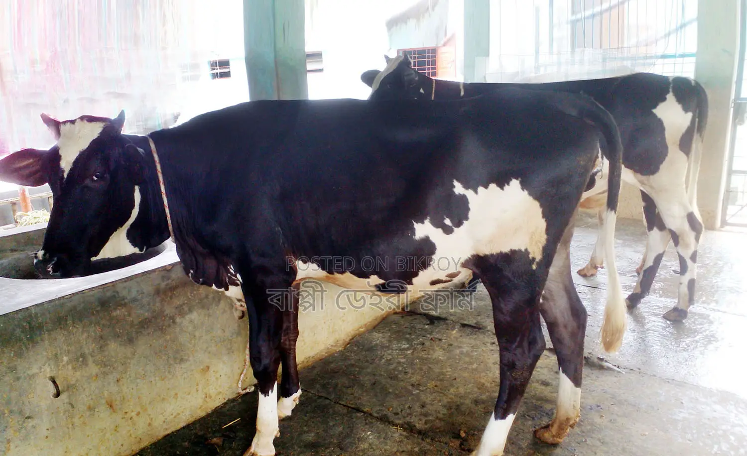 2 high-breed heifers number 1400 for sale.