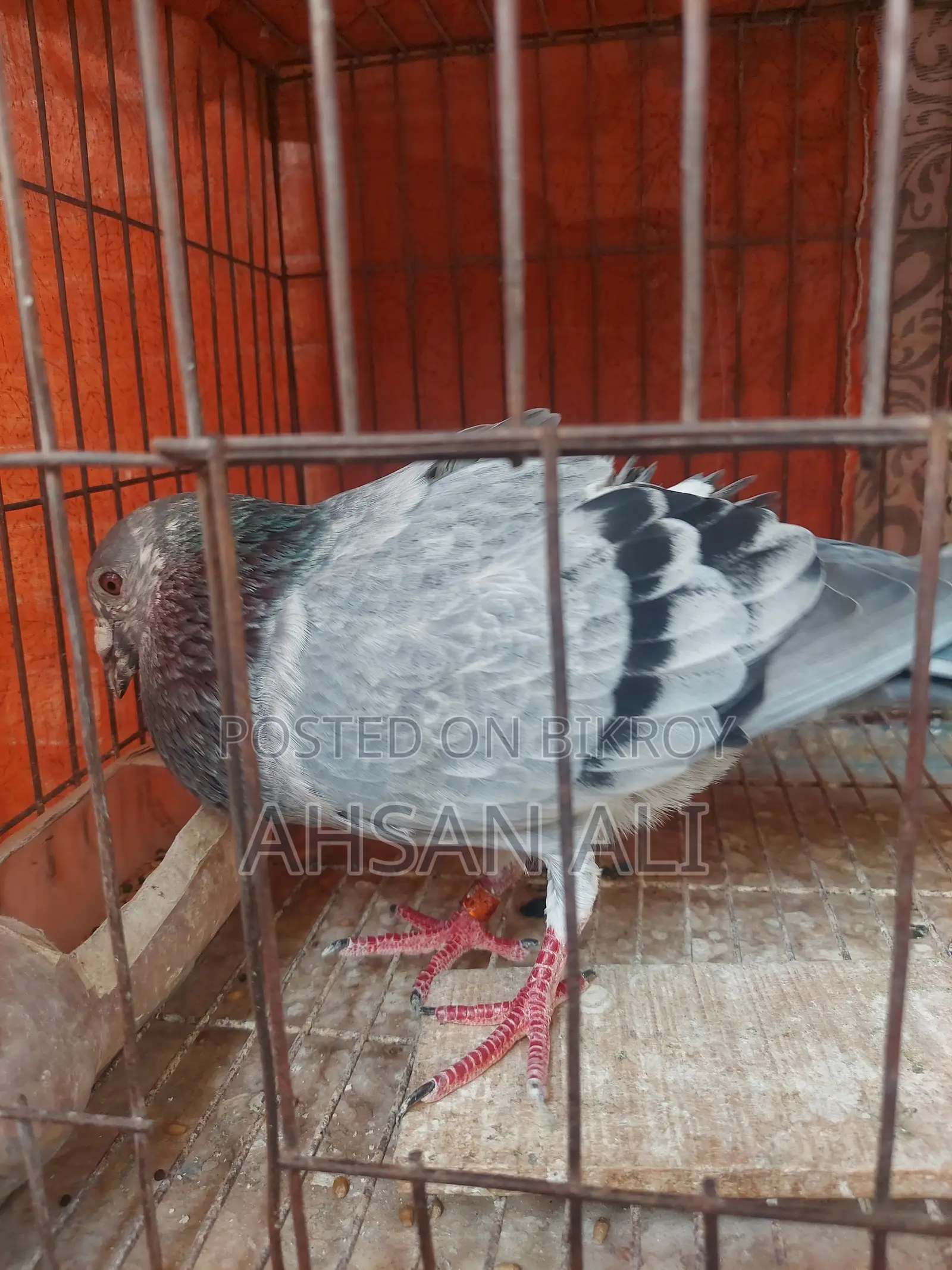 গ্রিজেল কবুতর