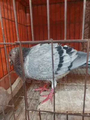 গ্রিজেল কবুতর