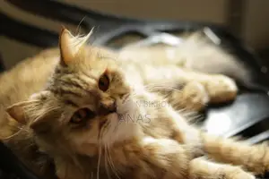 1+ Year Female Mixed Breed Persian