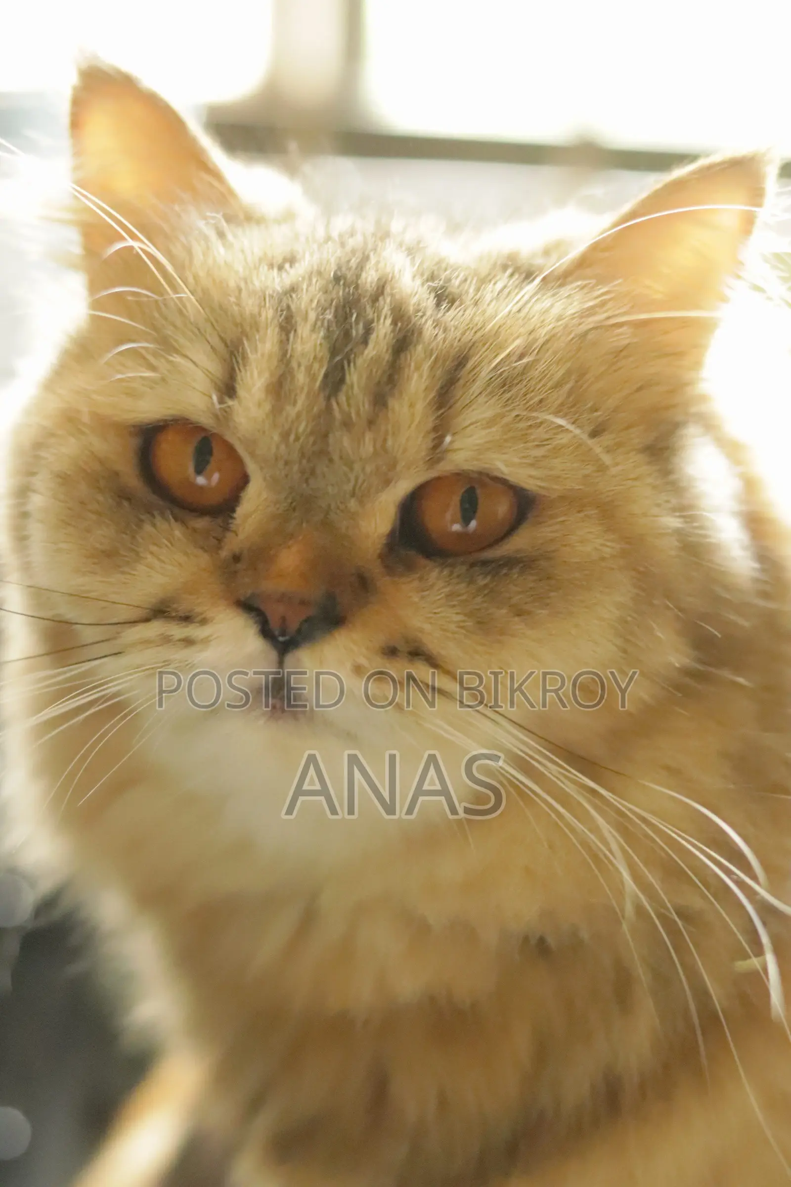 1+ Year Female Mixed Breed Persian