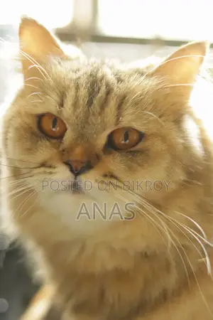 1+ Year Female Mixed Breed Persian