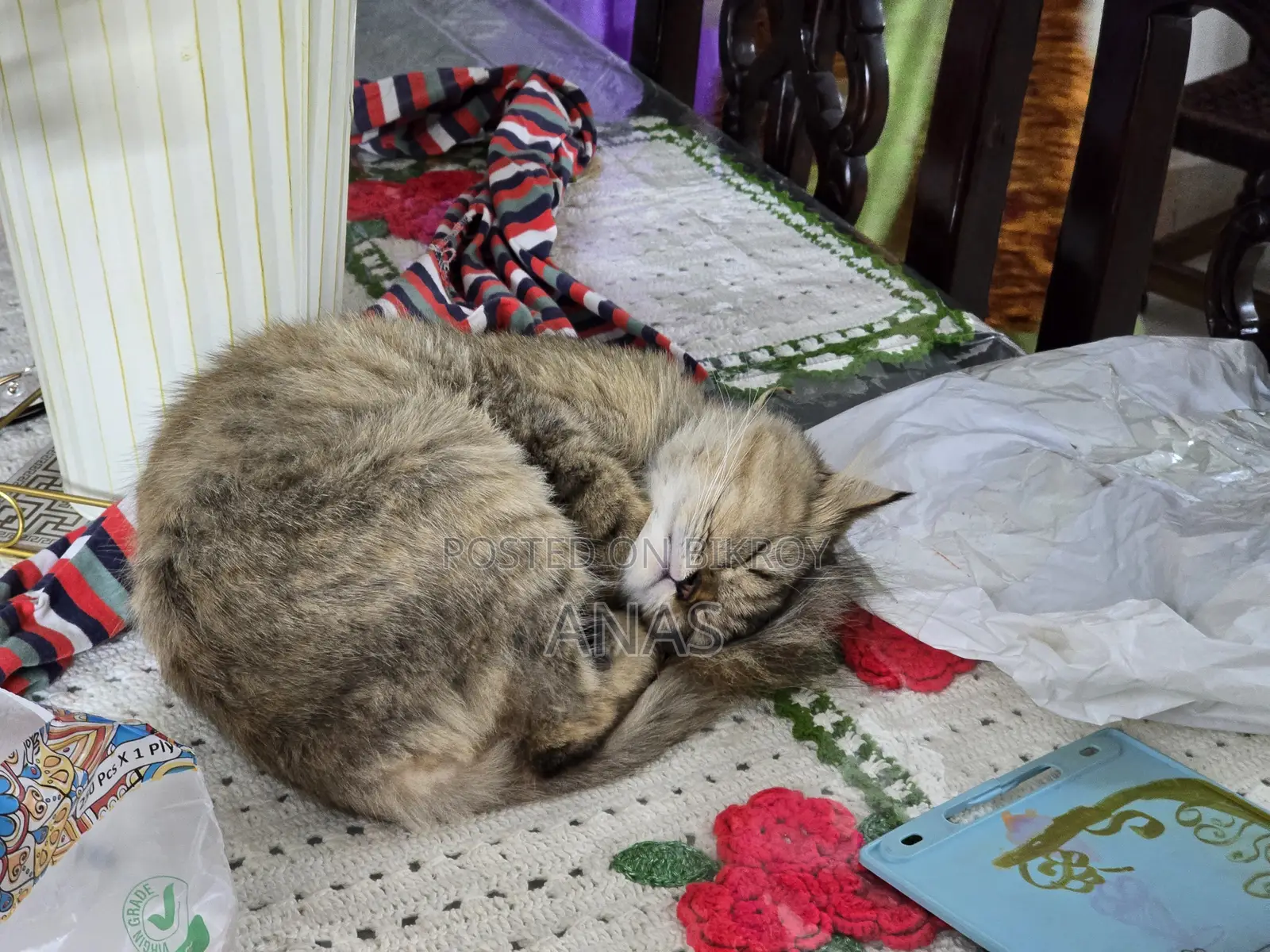 1+ Year Female Mixed Breed Persian