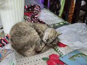 1+ Year Female Mixed Breed Persian