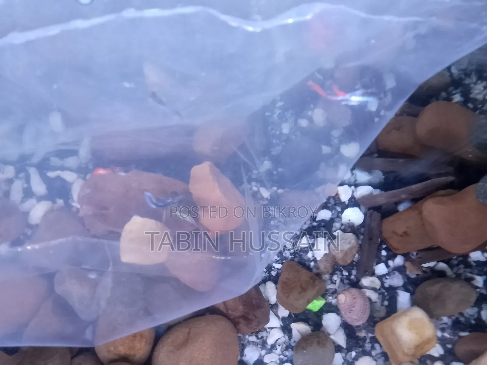 উচ্চ মানের পূর্ণ বয়স্ক মিক্স গাপ্পি ৭ পিস (দাম ফিক্সড) জরুরি বিক্রি