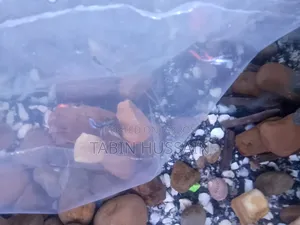 High Quality Full Adult Mix Guppy 7 Pcs. (Price Fixed) Urgent Sell