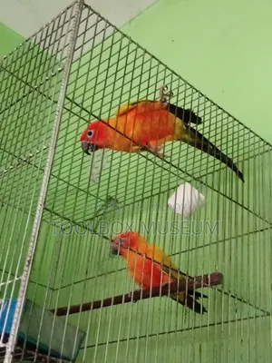 সান কুনুর পাখি