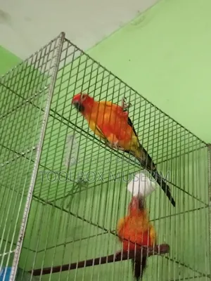 সান কুনুর পাখি