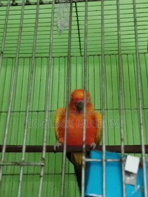 সান কুনুর পাখি