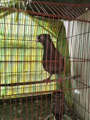 Popular Lal Sulli Original Pair Pigeon Chuithal