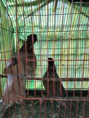 Popular Lal Sulli Original Pair Pigeon Chuithal