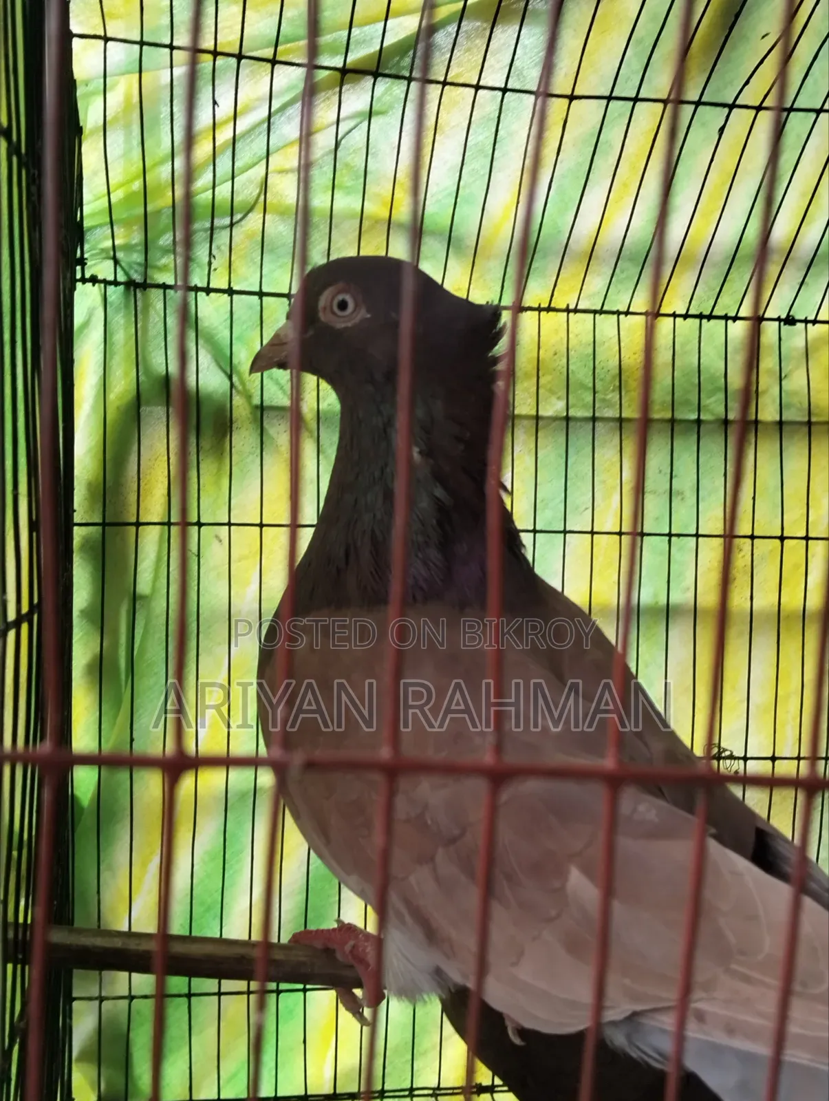 Popular Lal Sulli Original Pair Pigeon Chuithal
