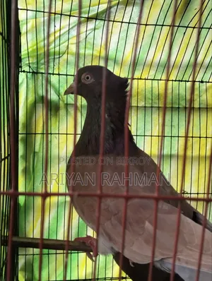 Popular Lal Sulli Original Pair Pigeon Chuithal