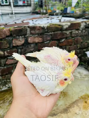 লুটিনো ককাটেল বেবি