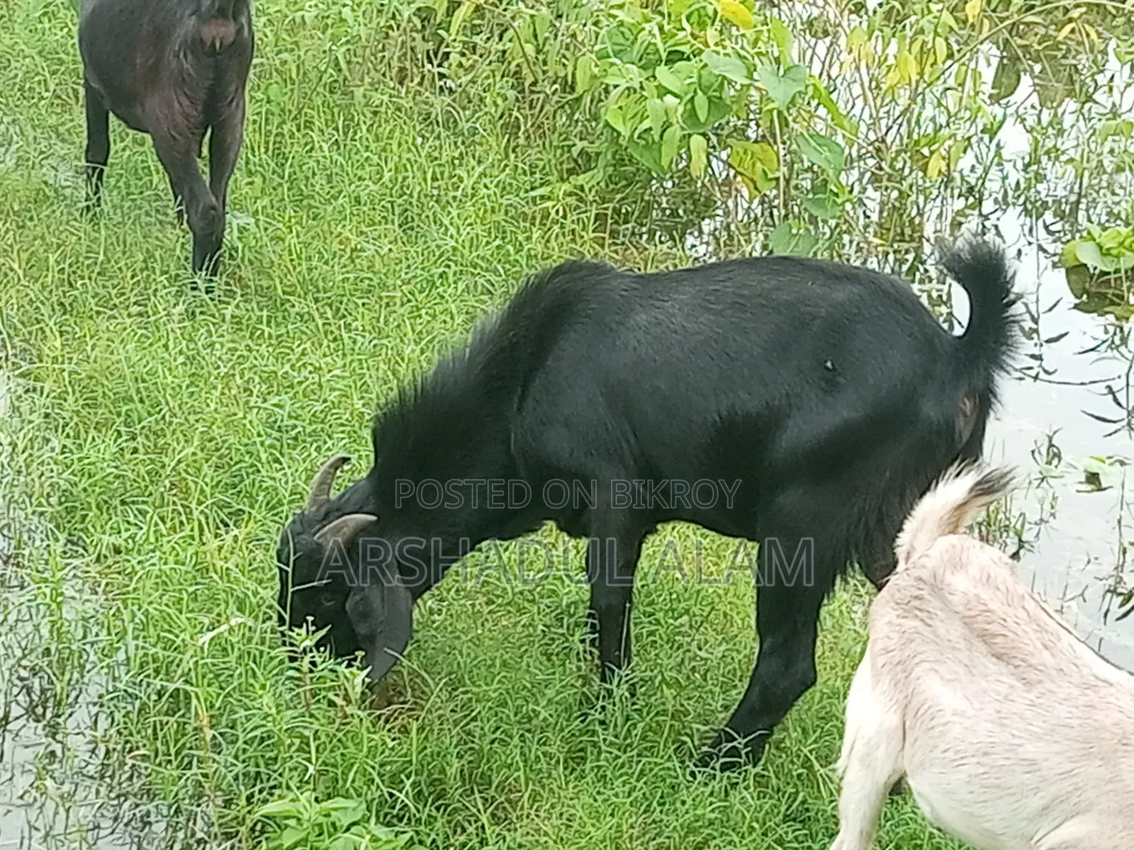 খামারের প্রাণী
