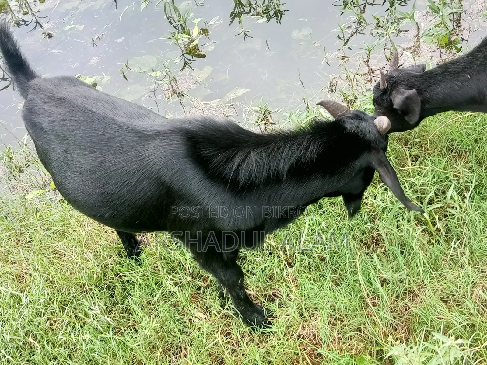 খামারের প্রাণী
