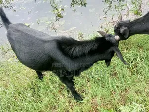 খামারের প্রাণী