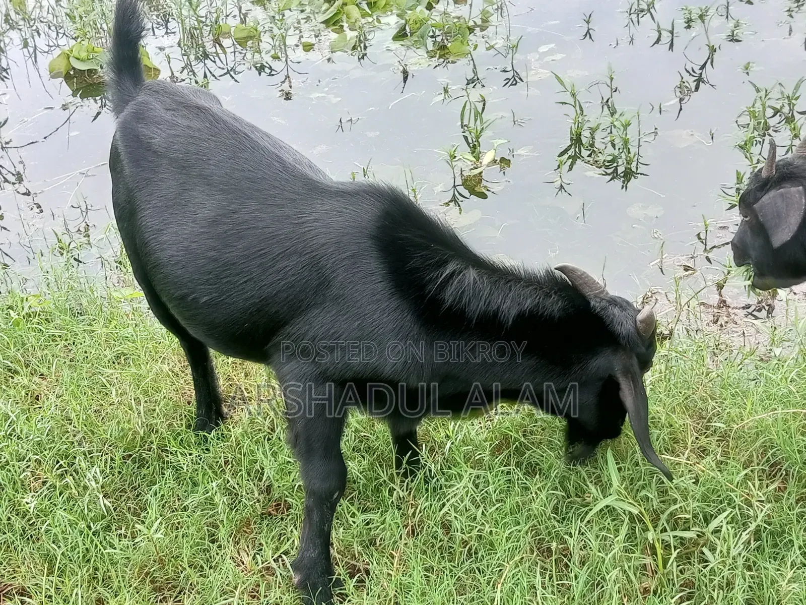 খামারের প্রাণী