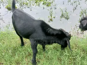 খামারের প্রাণী
