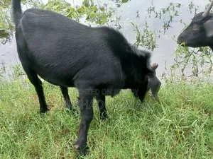 খামারের প্রাণী