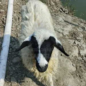 Pregnant sheep with lamb