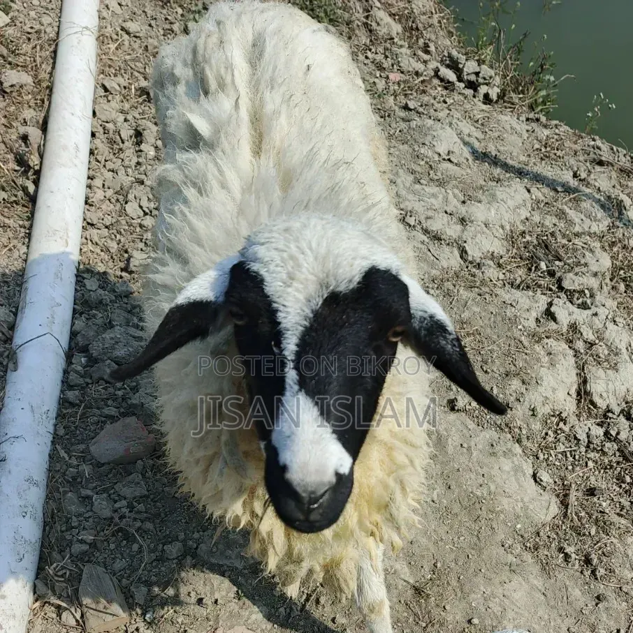Pregnant sheep with lamb