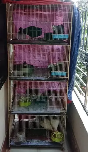 Fayoumi Laying Hens (Pair) and 4-Tier Aluminum Cage for Sale