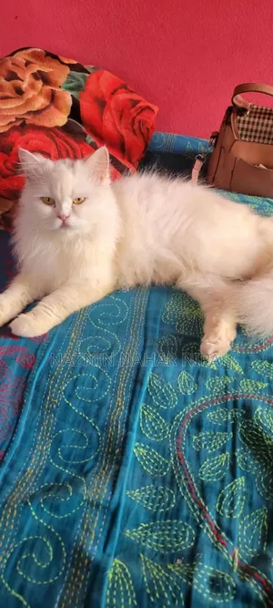 1+ Year Female Purebred Persian