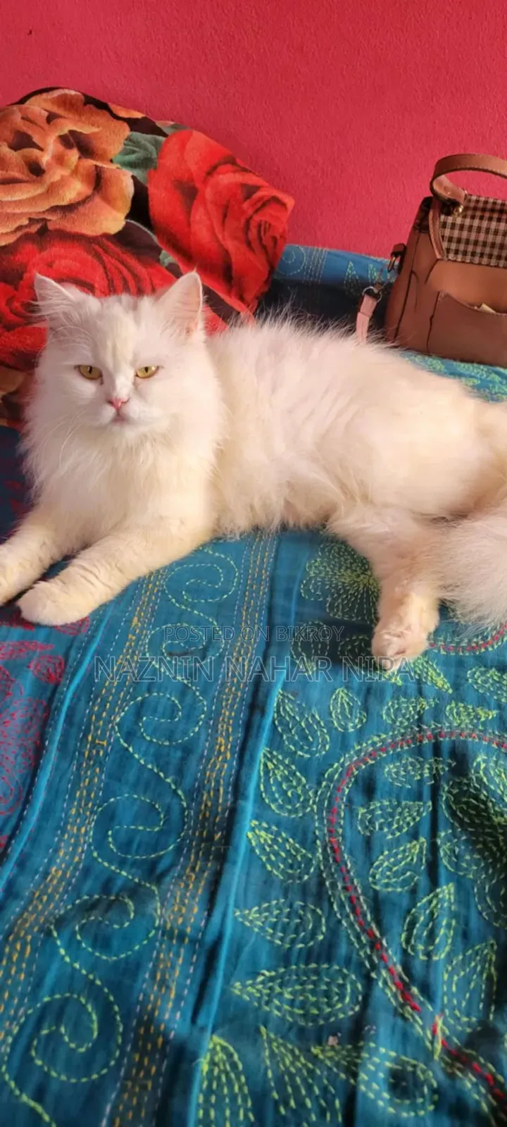 1+ Year Female Purebred Persian