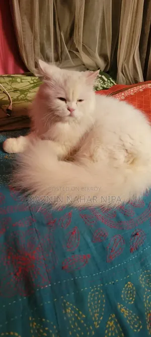 1+ Year Female Purebred Persian