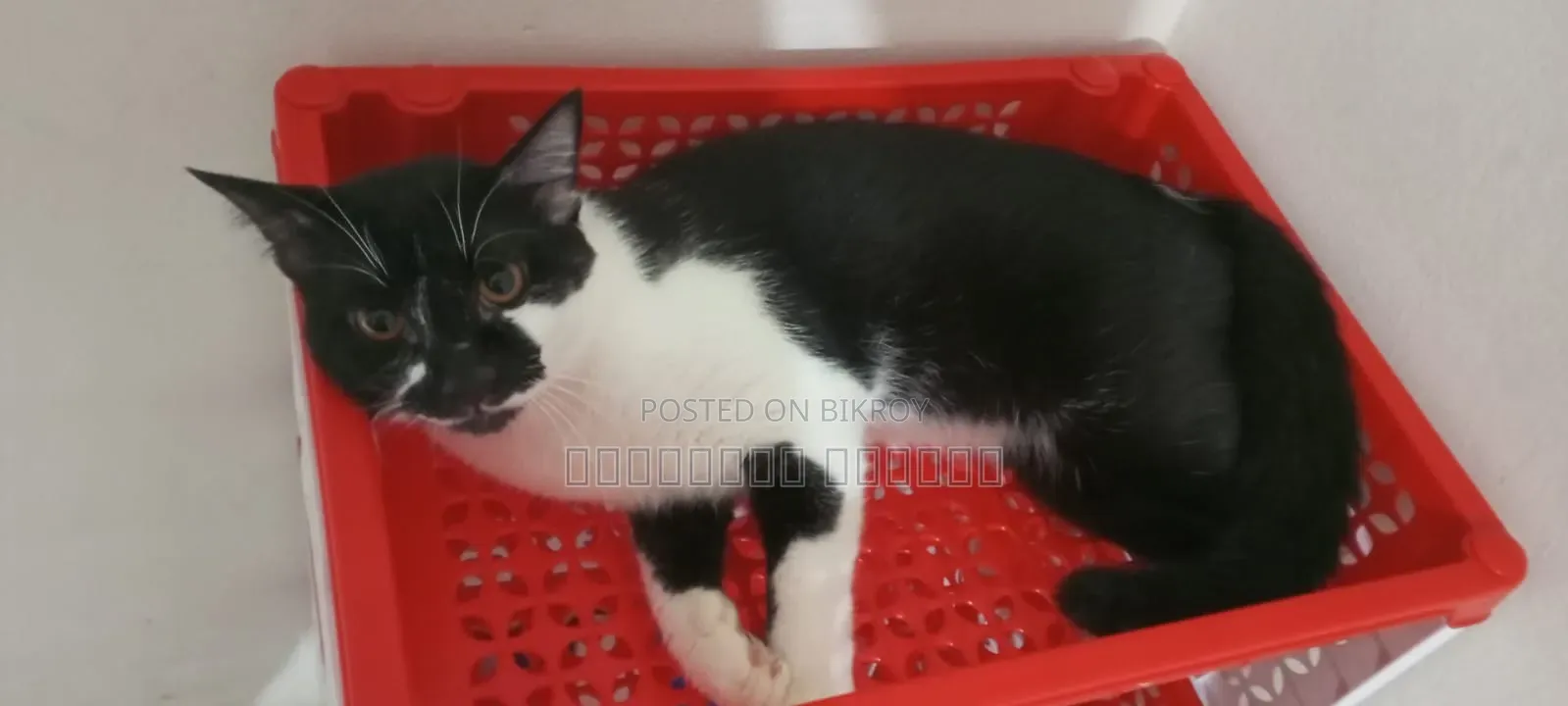 6-12 Months Male Mixed Breed British Shorthair
