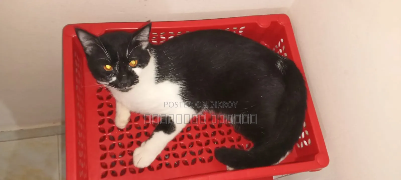 6-12 Months Male Mixed Breed British Shorthair