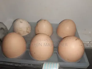 Brahma hatching eggs