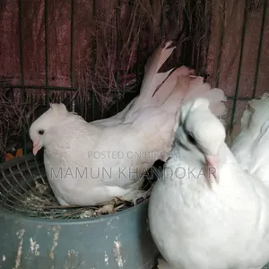 ভালো জাতের কবুতর