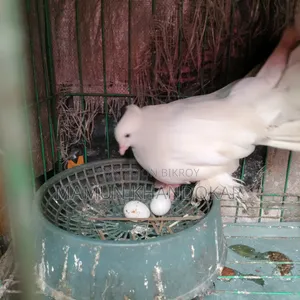 ভালো জাতের কবুতর