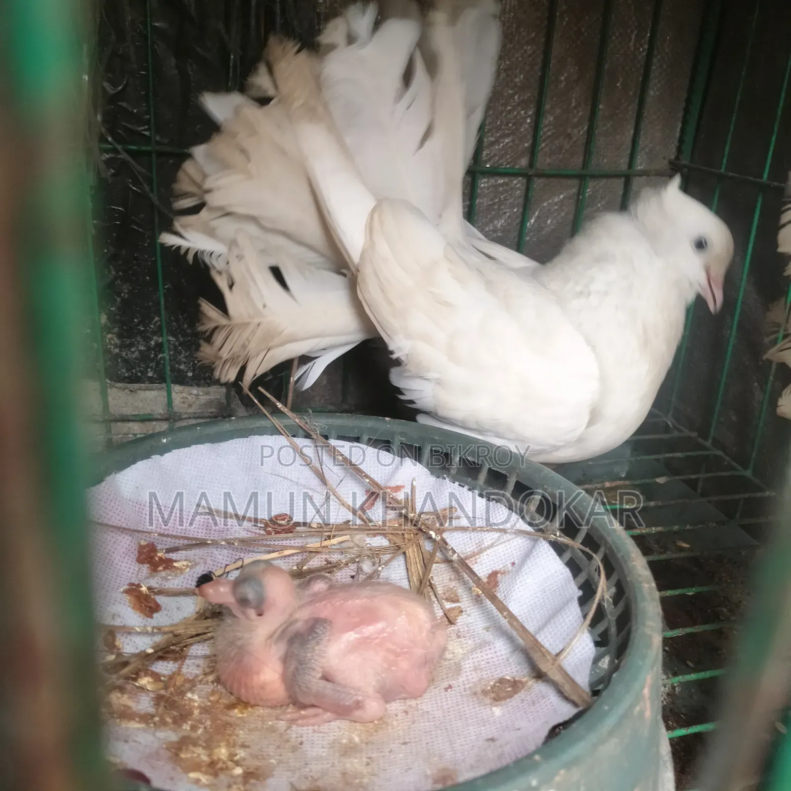 ভালো জাতের কবুতর