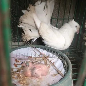 ভালো জাতের কবুতর