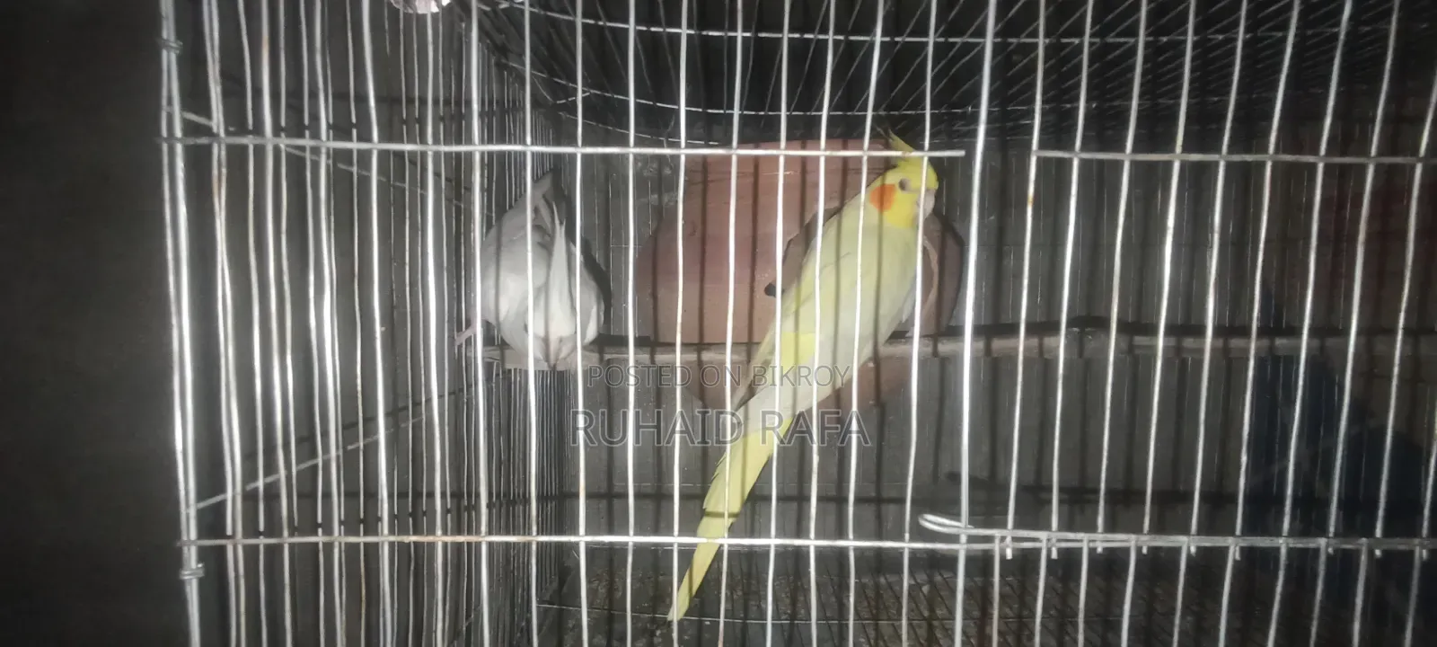 লুটিনো ও অ্যালবিনো রানিং ককাটেল পাখি।