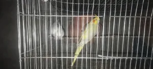 লুটিনো ও অ্যালবিনো রানিং ককাটেল পাখি।