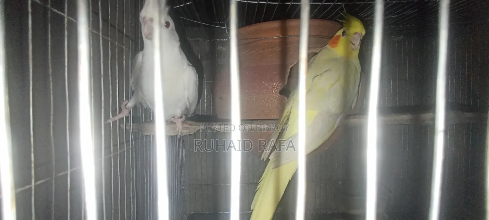 লুটিনো ও অ্যালবিনো রানিং ককাটেল পাখি।