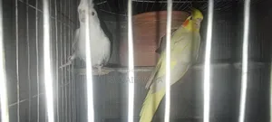 লুটিনো ও অ্যালবিনো রানিং ককাটেল পাখি।