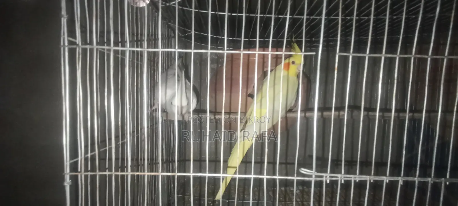 লুটিনো ও অ্যালবিনো রানিং ককাটেল পাখি।