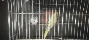 লুটিনো ও অ্যালবিনো রানিং ককাটেল পাখি।