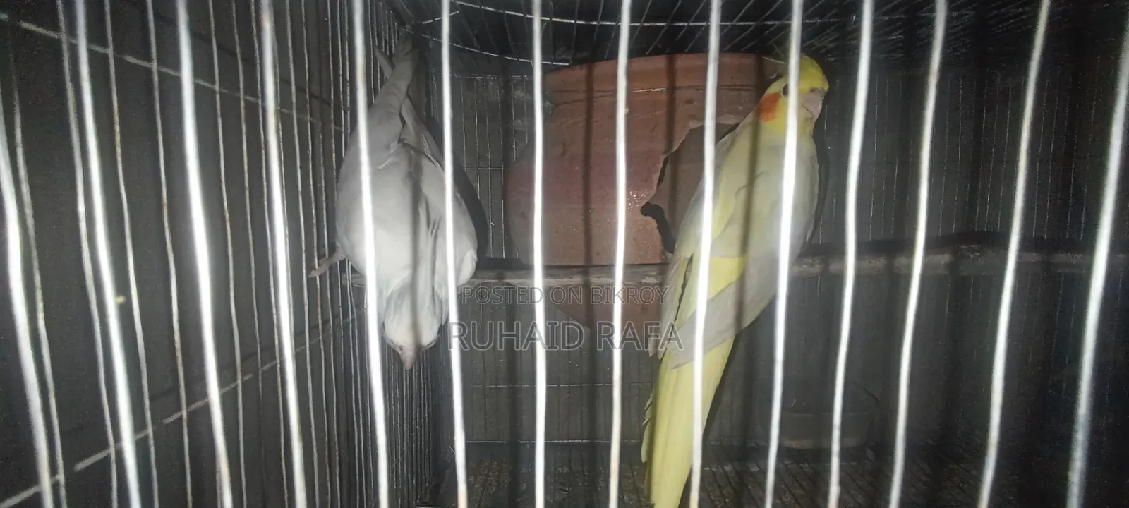 লুটিনো ও অ্যালবিনো রানিং ককাটেল পাখি।