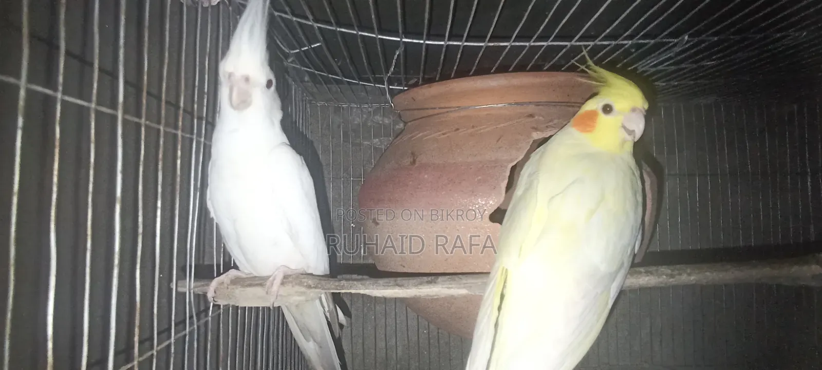 লুটিনো ও অ্যালবিনো রানিং ককাটেল পাখি।