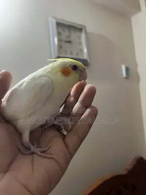 টেম সাইজ ককাটেল বেবি