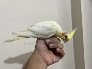 টেম সাইজ ককাটেল বেবি