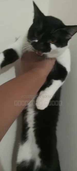 6-12 Months Male Mixed Breed British Shorthair