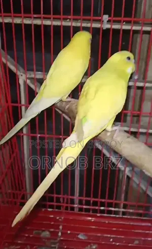 Master Pair Budgie