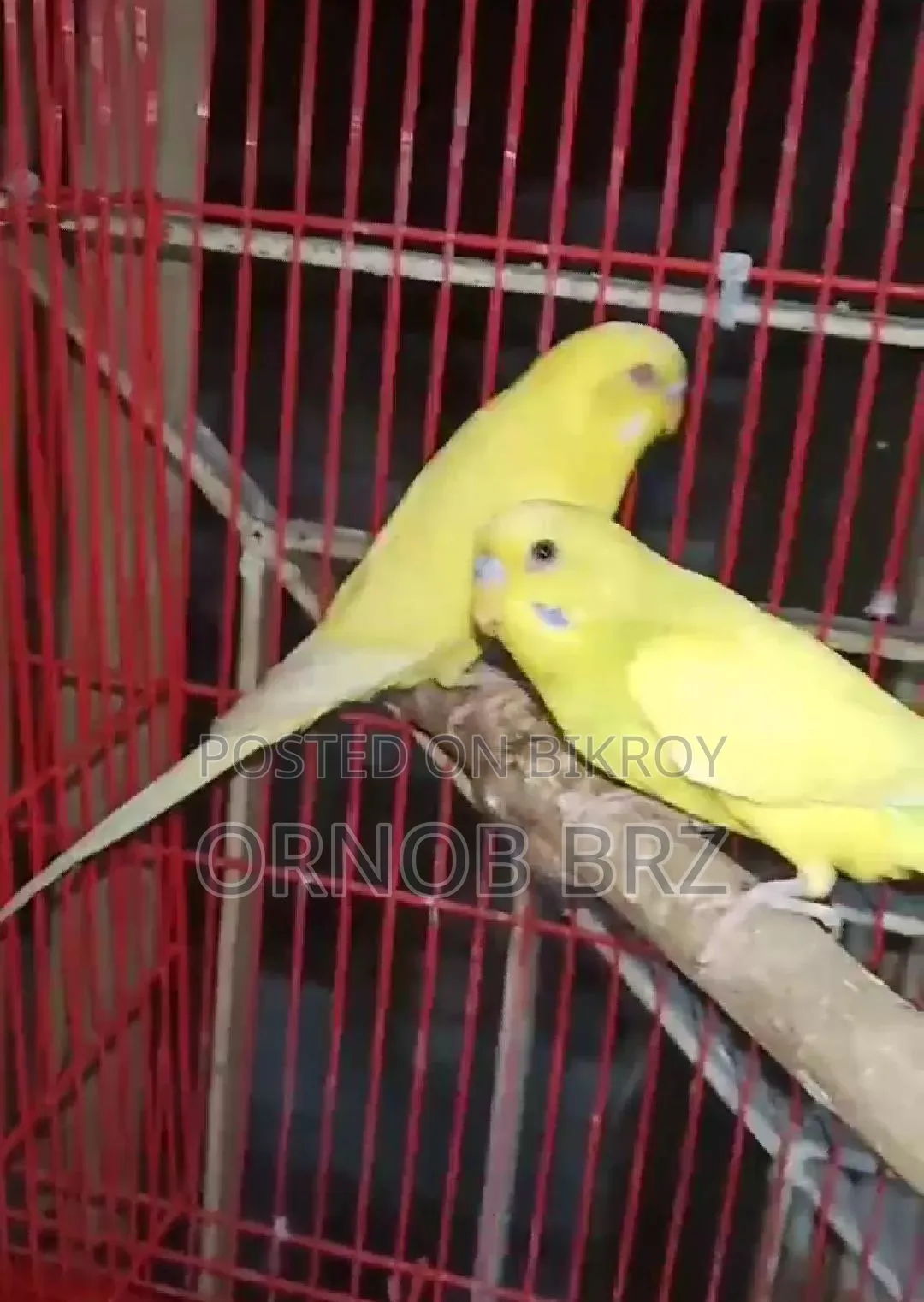 Master Pair Budgie